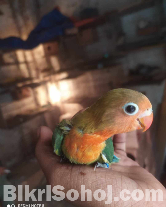 2 pis Tame Size Baby